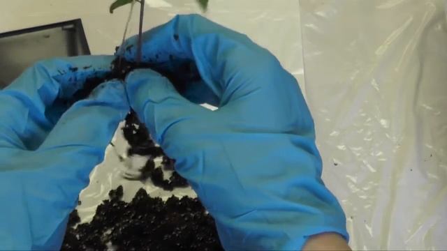 Cheiro Roxa Seedling Repotting