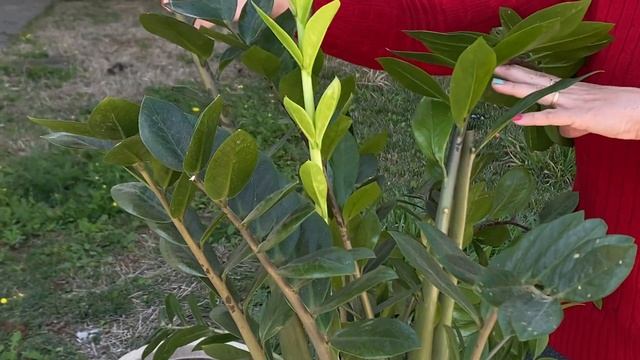 A luxuosa e rara ZAMIOCULCA PRETA (black): SUCULENTA DE SOMBRA/Grazi Bittencourt смотреть онлайн