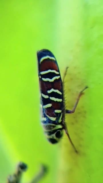 Froghopper sharpshooter bug insect Macro life in Playa del Carmen Mexico #shorts #caribbean #closeu смотреть онлайн