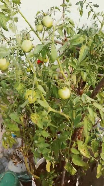 Rose 🌹🌹 + Tomato 🍅🍅 смотреть онлайн