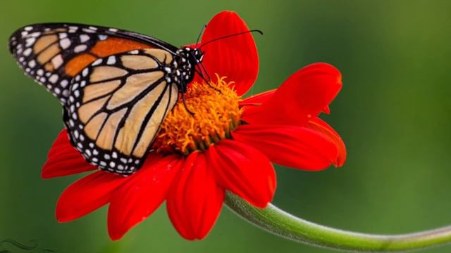 Hold On Butterfly 2 смотреть онлайн