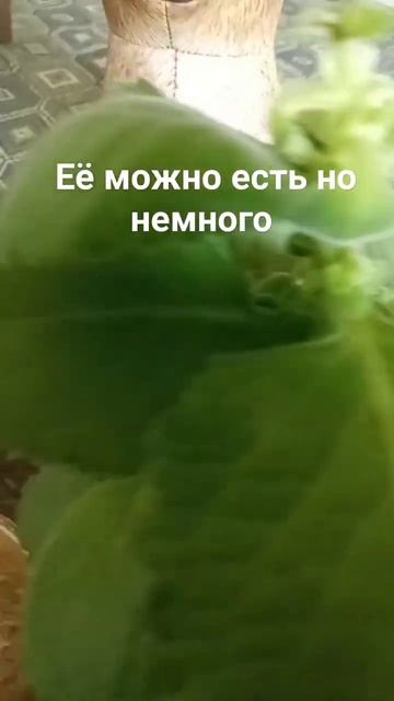 Комнатная мята #plant #flower смотреть онлайн