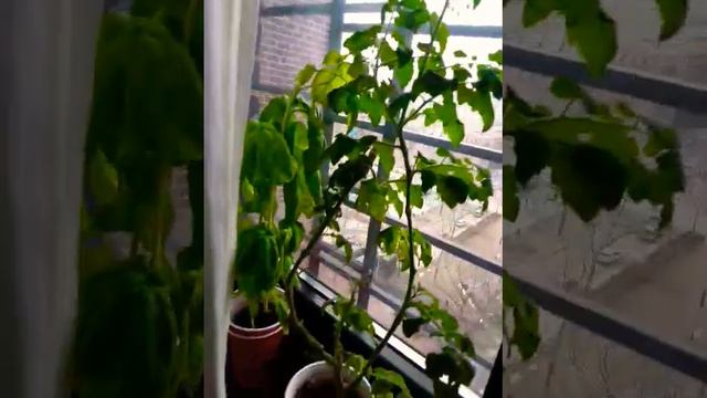 Double cup window plants смотреть онлайн