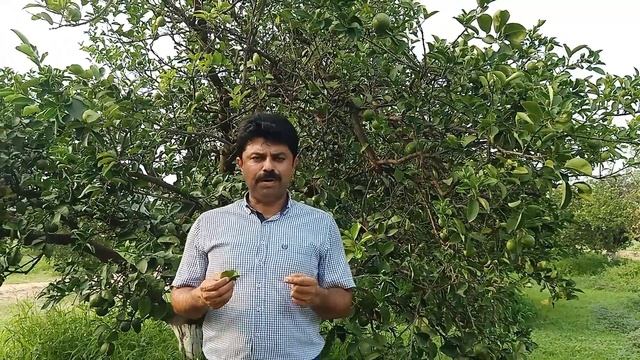 Citrus Canker Symptoms and Control l How to control Citrus Canker II Citrus Diseases and Control смотреть онлайн