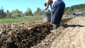 Посадка картофеля под мотолебедку2