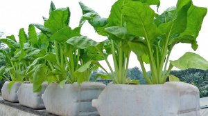 Как вырастить шпинат из семян, чтобы получить урожай в домашних условиях, неожиданно высокий урожай