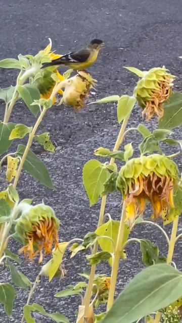 Bird, sunflower seeds and wind смотреть онлайн