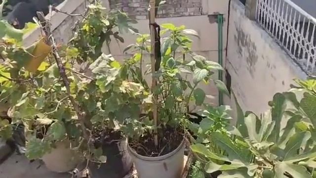 WHITE MADERA1 FRUIT CHANGED THEIR COLOR & CHIA PLANTS GROWTH IN A LESS SPACE GARDENING#ptubegarden смотреть онлайн