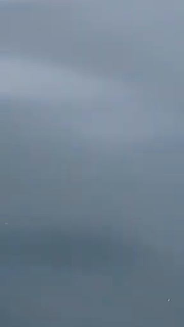 Трехметровая акула замечена недалеко от берега в Приморье смотреть онлайн