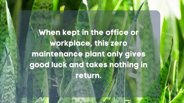 LUCKY PLANTS TO HAVE IN YOUR HOME смотреть онлайн