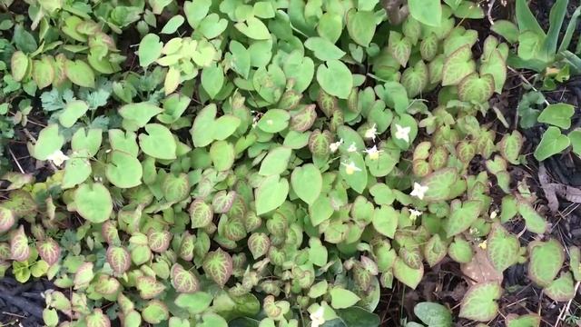Plant Review: Epimedium [Barrenwort] смотреть онлайн