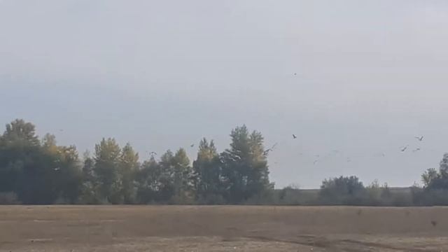 Чайки прилетели ! смотреть онлайн