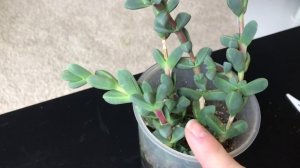 Corpuscularia Lehmannii quick tip