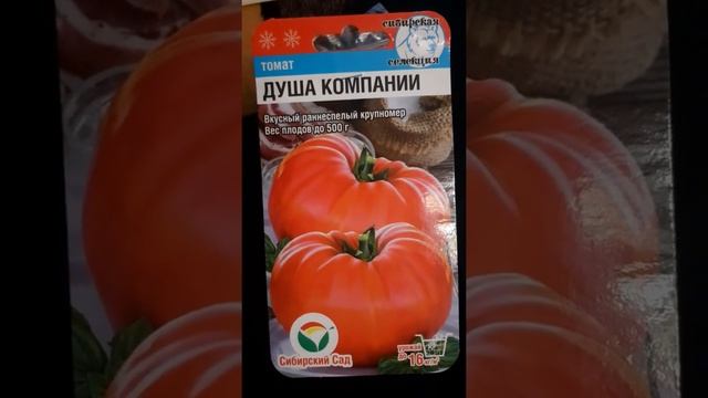 начинаем посев на рассаду перцев и томатов смотреть онлайн