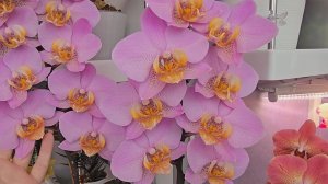 Смотрела, открыв рот 😃. В гости к Виктории. Чудеса. ЭТО НАДО ВИДЕТЬ...