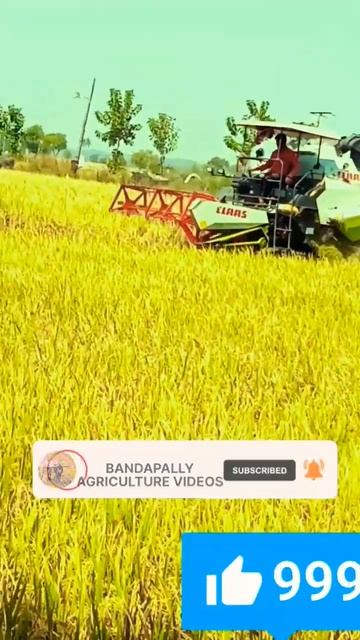 paddy cutting claas harvester #viralshorts #shorts #shortsfeed #viral #trending #whatsappstatus смотреть онлайн