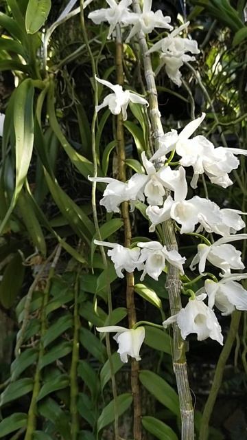 Dendrobium anosmum var Alba #orchid #anggrek #orquideas смотреть онлайн