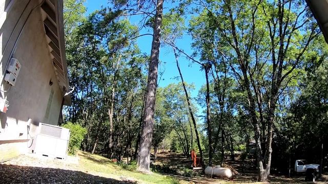 Husqvarna 372xpg TIMBER FALLING NEXT TO A HOUSE.100FT+ TALL PINE TREE смотреть онлайн