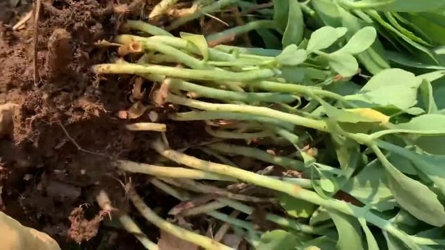 Digging out a Sedum - Part 3 смотреть онлайн