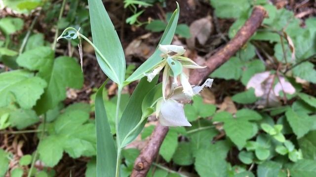 Fairy lantern.Fairy lantern wildflower.Calochortus albus смотреть онлайн