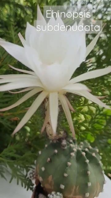 Ehinopsis subdenudata порадовал в этом году! #shorts #cactus #кактус смотреть онлайн