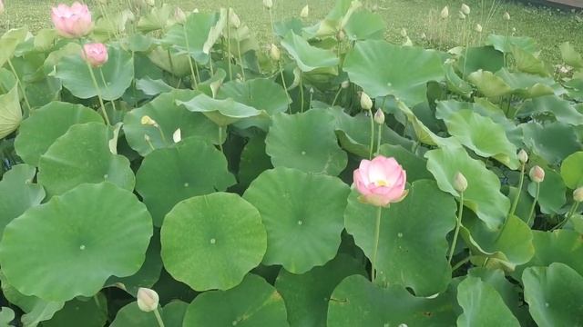 Lotus Blossom in Petah Tikva Lake 21.05.2022 смотреть онлайн