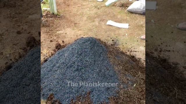 Growing #shallot in 60 seconds смотреть онлайн