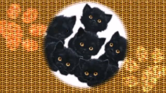 Котята . футаж смотреть онлайн