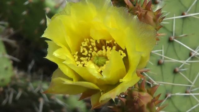 Wintercactus смотреть онлайн