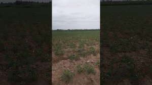 сорт помидора лоджейн 2023-год 15-май