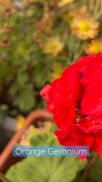 Dianthus - Impatiens - Geranium | #dianthus #impatiens #geranium #garden #purple смотреть онлайн