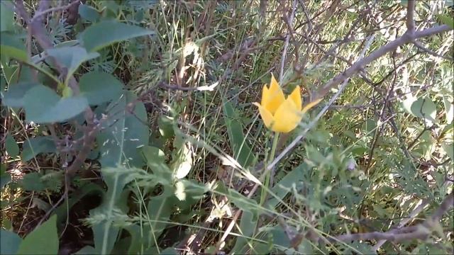 Hidden Tulips (Скрити лалета) смотреть онлайн