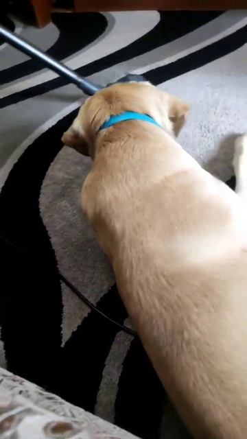 Собака и пылесос 🕸️🧹 смотреть онлайн