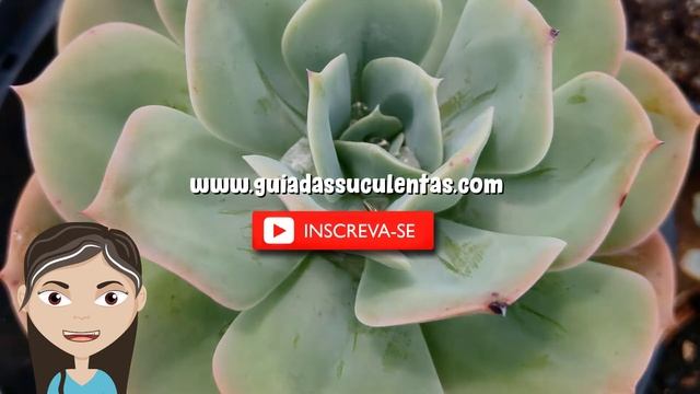 Echeveria Imbricata: Guia Completo Desta Planta смотреть онлайн