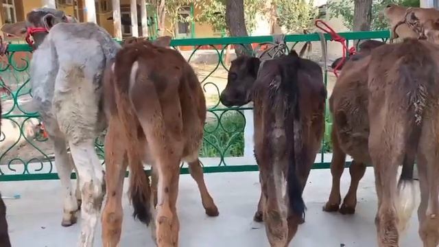 МОЛБОЗОРИ ХУДЖАНД ХУЧАНД смотреть онлайн