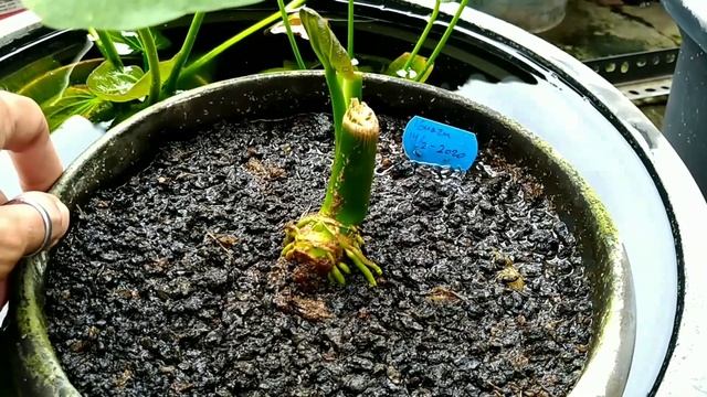 Part 2 update kondisi, Budidaya Echinodorus Iguazu bahan Jumbo, sambung Part 1. смотреть онлайн