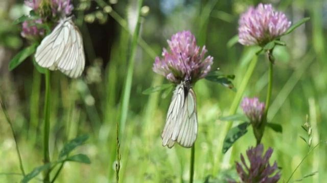 SONY Alpha NEX-F3 Kit 18-55 мм, video test (1080p) [HD] смотреть онлайн