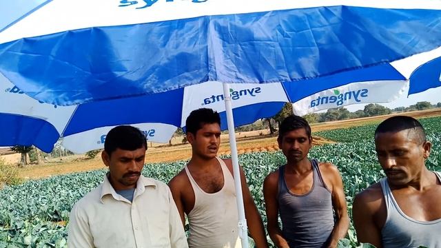 Snow pearl 7008 cauliflower syngenta смотреть онлайн