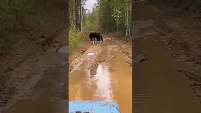 На границе с Татарстаном в Марий Эл тракторист увидел дерущихся медведей смотреть онлайн