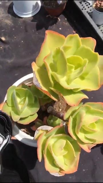 Echeveria 'Lemon Twist' #succulents #suculentas #wholesalesucculents #succulentforsale #echeveria смотреть онлайн