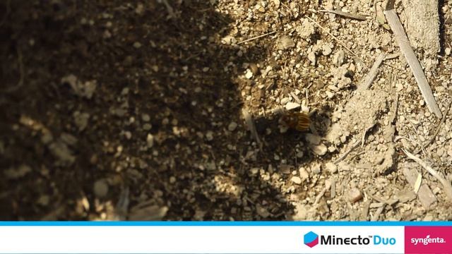 Minecto® Duo insecticide: Protect your potato crop from hungry insect pests смотреть онлайн