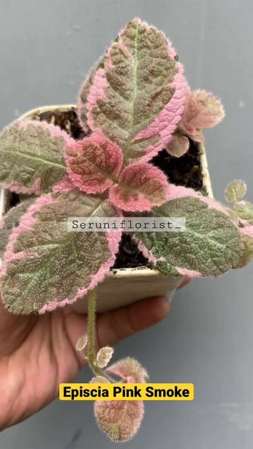 Episcia Pink Smoke #reels смотреть онлайн
