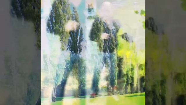 Павловния войлочная зимостойкая смотреть онлайн