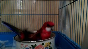 Купание розеллы