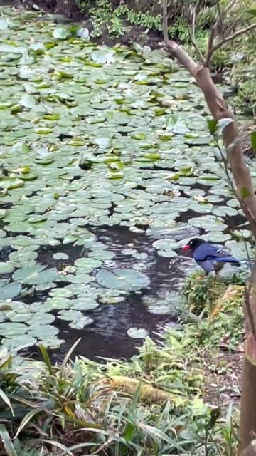 近拍 台灣藍鵲 特有種 #taiwan смотреть онлайн