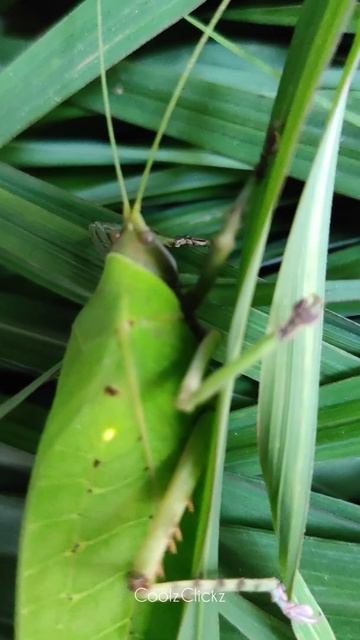 Huge Longhorn Onomarchus | Leaf Insect | Green Cricket | Somewhere Southwest смотреть онлайн