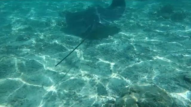 Bora Bora - Shark feeding смотреть онлайн