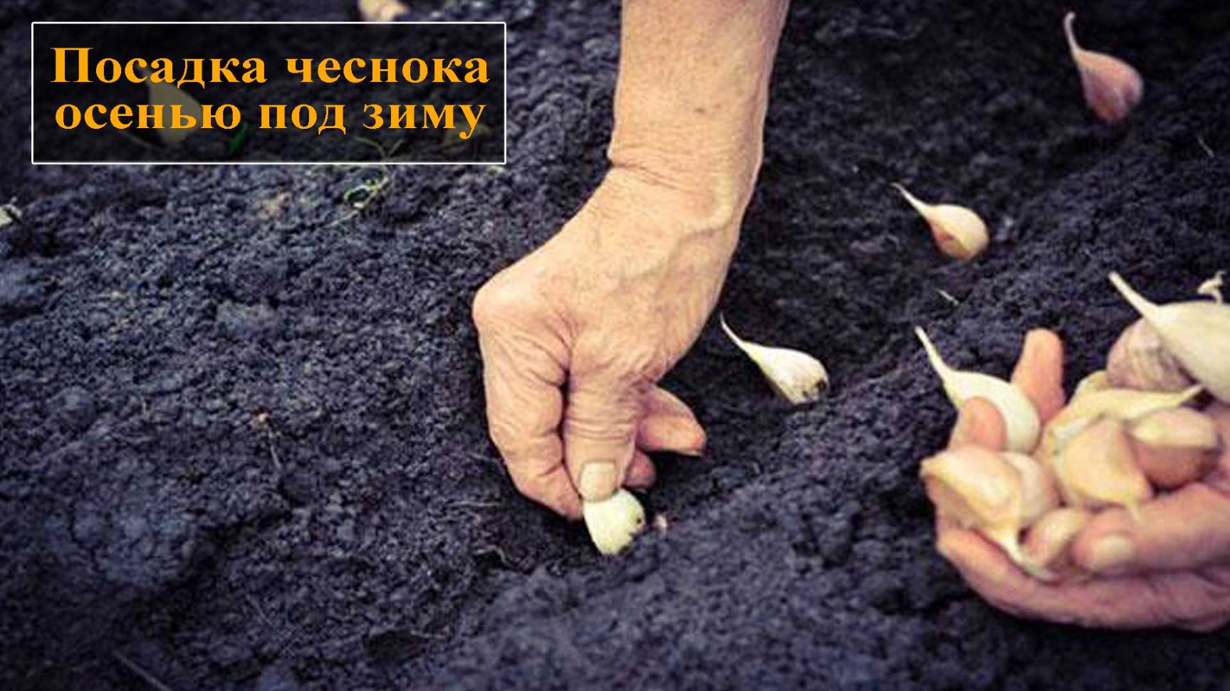 Посадка чеснока осенью под зиму смотреть онлайн
