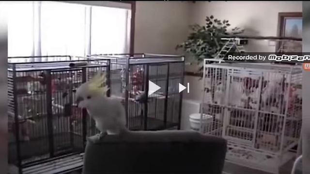 Ваня сэл перец смотреть онлайн