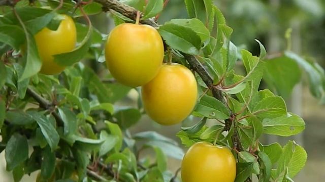 Prunus domestica Mirabelle de Nancy смотреть онлайн
